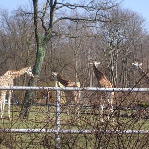 Rothschild's Giraffes