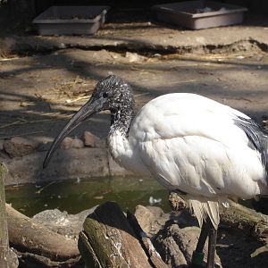 Sacred ibis
