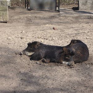 White-lipped Peccary