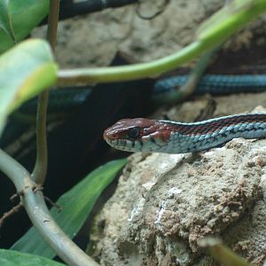 San Francisco Garden Snake