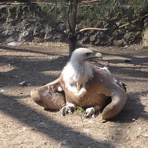 Griffon Vulture