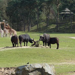 Cape buffelo & Giraffes