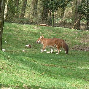 Dhole