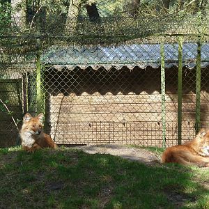 Dholes