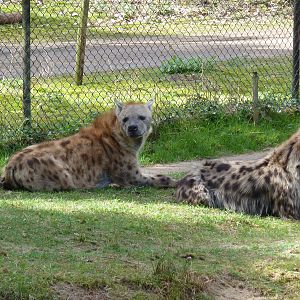 Spotted Hyena's