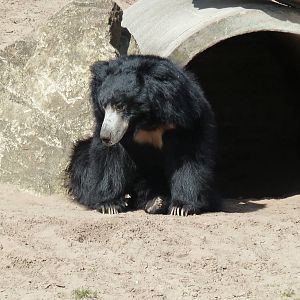 Sloth bear