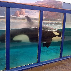Killer Whale Morgan in her temporary exhibit