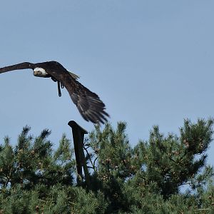 Bald eagel in flight