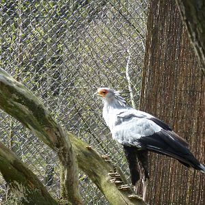 Secretarybird