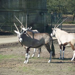 Gemsboks