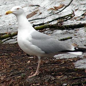 Larus argentatus argentatus / Herring gull, adult (02-04-2011)