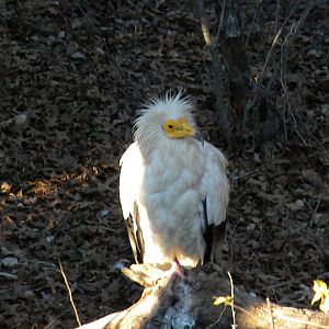 Egyptian Vulture