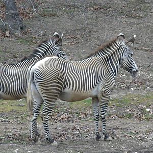 Grevy's Zebra