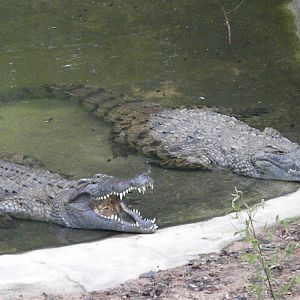 Nile Crocodiles