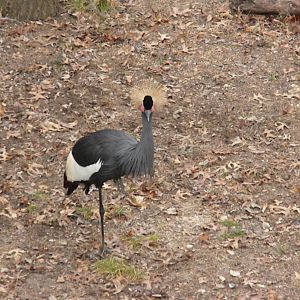 West African Black Crowned Crane