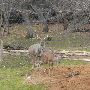 Greater Kudu