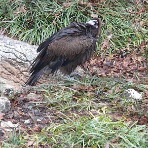 Hooded Vulture