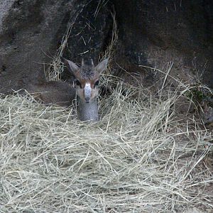 Gunther's Dik-Dik