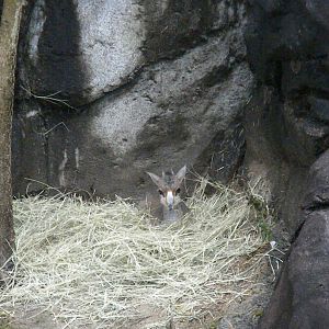 Gunther's Dik-Dik