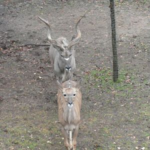 Greater Kudu