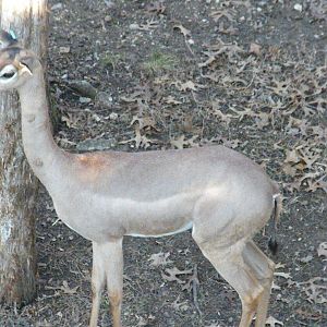Gerenuk