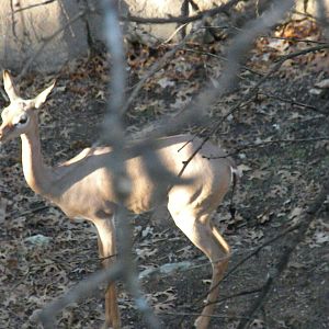 Gerenuk