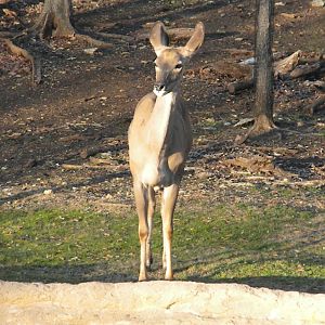 Greater Kudu