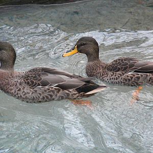 Yellow-Billed Ducks