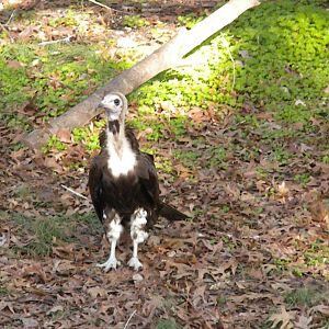 Hooded Vulture