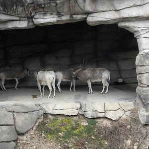 Addax