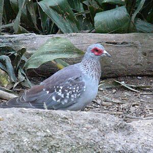 Speckled Pigeon