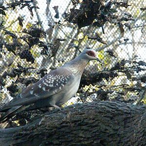 Speckled Pigeon