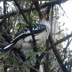 Jackson's Hornbill