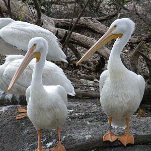 White Pelicans