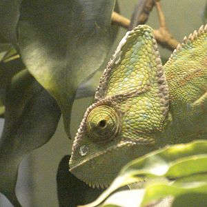 Chameleon