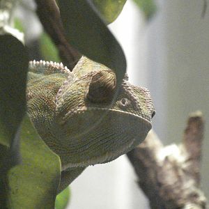 Chameleon