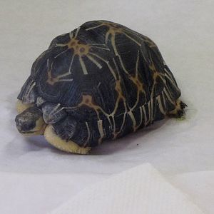 Young Radiated Tortoise
