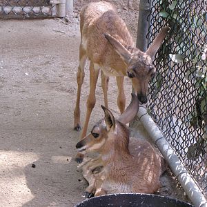 Peninsular Pronghorn Offspring