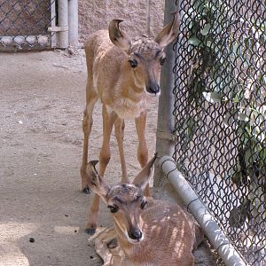 Peninsular Pronghorn Offspring