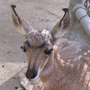 Young Peninsular Offspring