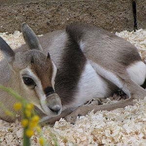 Young Speke's Gazelle