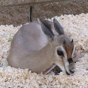 Young Speke's Gazelle