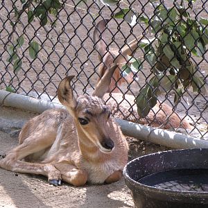 Peninsular Pronghorn Offspring