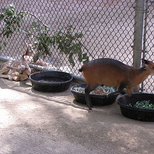 Young Peninsular Pronghorn and Red-flanked Duiker