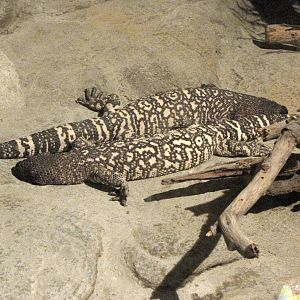 Mexican Beaded Lizard