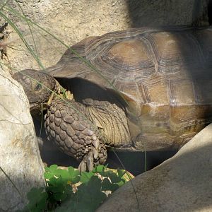 Desert Tortoise
