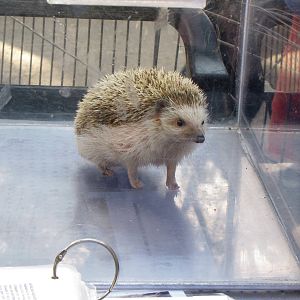 African Hedgehog