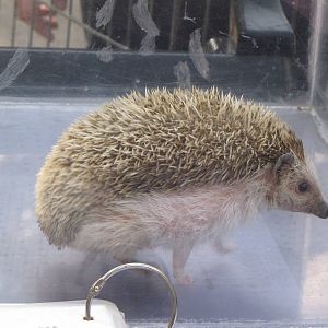 African Hedgehog