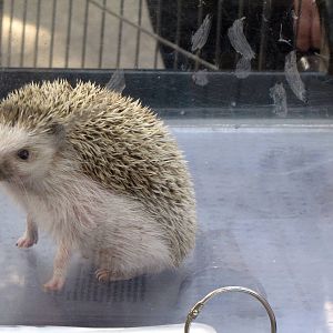 African Hedgehog