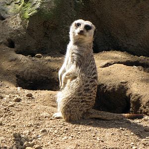 Meerkat